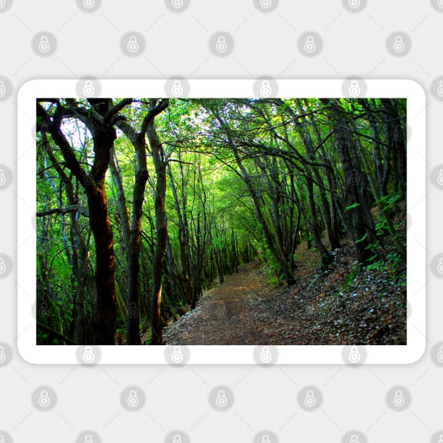 View on the way to the Lame Rosse with oblique trees Sticker by KristinaDrozd